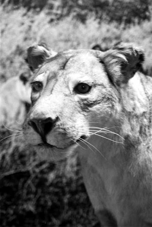 nature-lioness