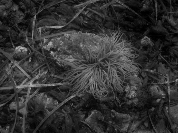 IMG_0949морское дно