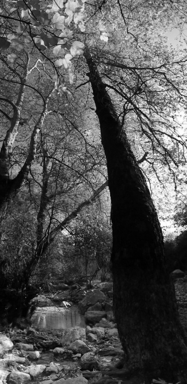 07-%d0%b4%d1%80%d0%b5%d0%b2%d0%be