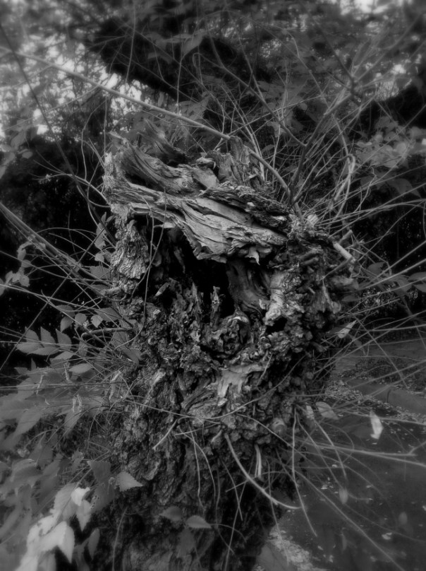 09-%d1%8d%d0%b2%d0%be%d0%bb%d1%8e%d1%86%d0%b8%d1%8f