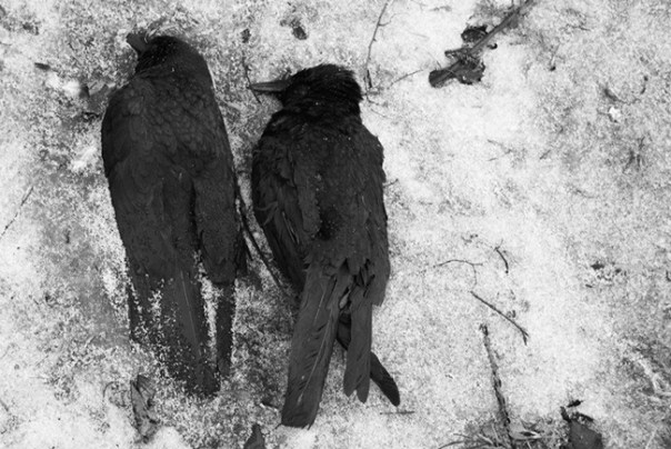 544594_109353372595507_467859914_n