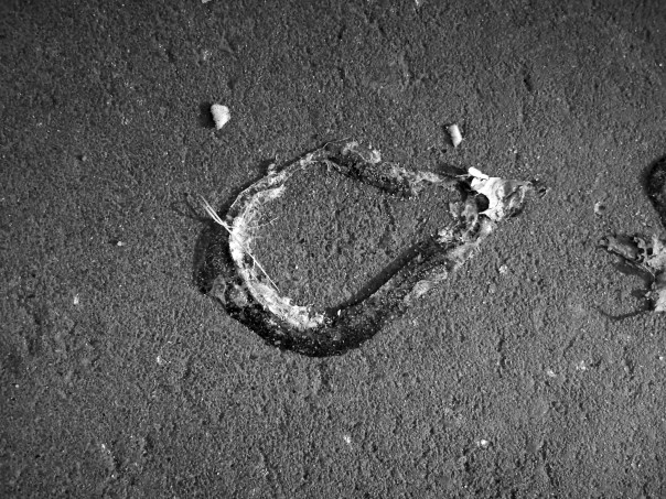 %d0%b1%d0%b5%d0%b7-%d0%bd%d0%b0%d0%b7%d0%b2%d0%b0%d0%bd%d0%b8%d1%8f-%d0%be%d1%82%d1%82%d0%b5%d0%bd%d0%ba%d0%b8-%d1%81%d0%b5%d1%80%d0%be%d0%b3%d0%be-02