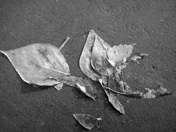 %d0%b1%d0%b5%d0%b7-%d0%bd%d0%b0%d0%b7%d0%b2%d0%b0%d0%bd%d0%b8%d1%8f-%d0%be%d1%82%d1%82%d0%b5%d0%bd%d0%ba%d0%b8-%d1%81%d0%b5%d1%80%d0%be%d0%b3%d0%be-04