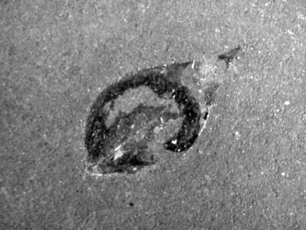 %d0%b1%d0%b5%d0%b7-%d0%bd%d0%b0%d0%b7%d0%b2%d0%b0%d0%bd%d0%b8%d1%8f-%d0%be%d1%82%d1%82%d0%b5%d0%bd%d0%ba%d0%b8-%d1%81%d0%b5%d1%80%d0%be%d0%b3%d0%be-06