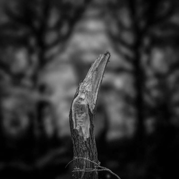 13221429_10154203666086602_2260702269969509664_o